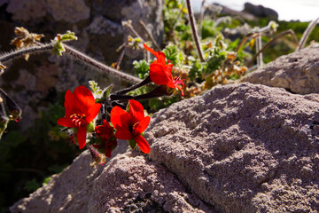 Red Mallow (Pelargonium fulgidum) flowering between the rocks at West Coast National Park, South Africa