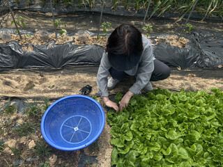 텃밭에서 한 여성이 직접 기른 신선한 상추를 수확하고 있다.