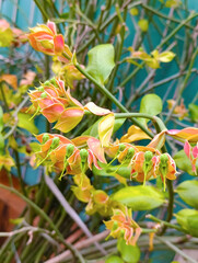 Unique Devil's Backbone Plant with Bird-Like Blooms