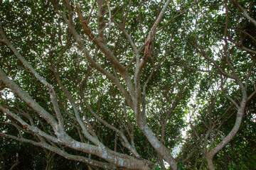 奄美大島の夏の午後の風景。