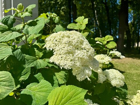 Paniculate hydrangea with large white flowers on a summer day. High quality photo