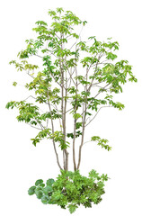 樹木などの寄せ植え