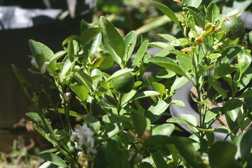 Miniature Citrus: Tiny Fruit and Glossy Leaves in Sunshine
