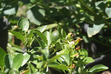 Young Lime Tree: New Fruit and Vibrant Green Foliage