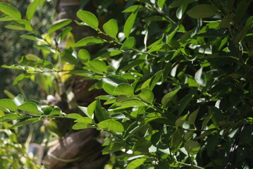 Lush Green Foliage: Close-Up of a Thriving Plant