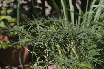Fresh Dill Herb in Summer Garden Sunlight