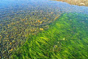 Chum salmon (female) isolated in a tidal basin at low tide. The Sea of Japan, Sakhalin