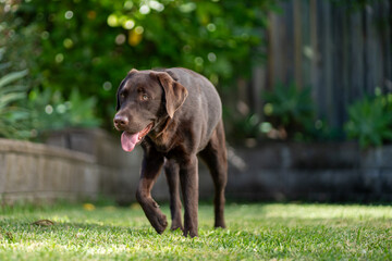An eight month old Labrador Retriever puppy walking in a green environment