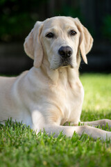 A ten month old Labrador Retriever puppy in a green environment