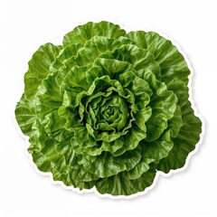 Obraz premium High resolution lettuce with fresh crisp texture, perfect for farm-to-table posters, plant-based food visuals or nutrition education graphics