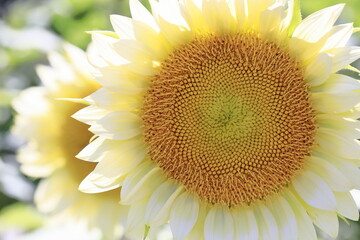 真夏のひまわり