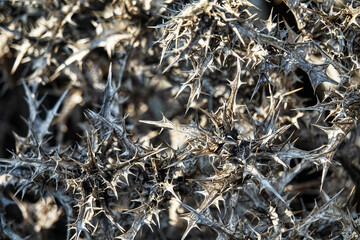 A prickly dry plant golden thistle (sic) in bulk. The expression is extremely prickliness
