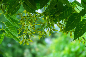 A Asian sumach (Ailanthus altissima) tree with fruits. A species introduced from Central Asia in the Crimea