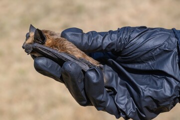 Scientist holding dead brown bat specimen-Common pipistrelle bat (Pipistellus pipistrellus)