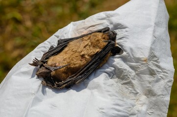 Scientist holding dead brown bat specimen-Common pipistrelle bat (Pipistellus pipistrellus)