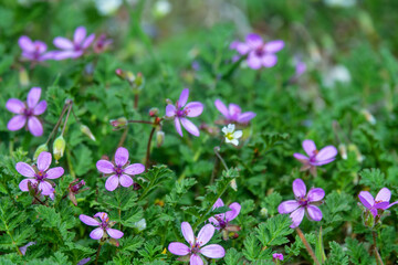 Pin grass, alfilaria (Erodium cicutarium). A poisonous plant, astringent, hemostatic and anticonvulsant effects. The early spring salty steppes of Crimea