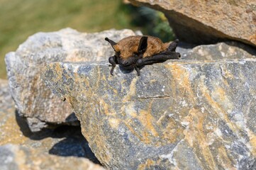 Dead bat body close-up - Common pipistrelle bat (Pipistellus pipistrellus)