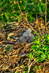 Long-legged buzzard (Buteo rufinus) nestlings are 5 days old, elder's eyes are open. Parents brought Balkan snake (Coluber jugularis) as food. View of nest and  at Field elm (Ulmus). Crimea