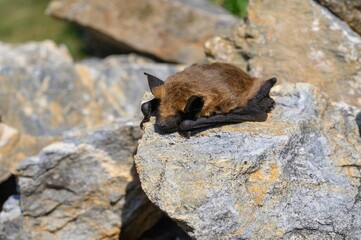 Dead bat body close-up - Common pipistrelle bat (Pipistellus pipistrellus)