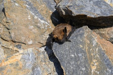 Dead bat body close-up - Common pipistrelle bat (Pipistellus pipistrellus)