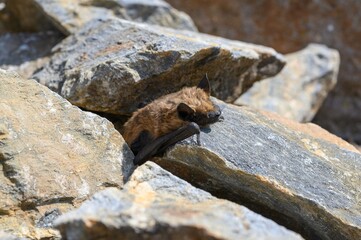 Dead bat body close-up - Common pipistrelle bat (Pipistellus pipistrellus)