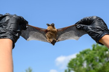 Biohazard safety handling of dead bat-Common pipistrelle bat (Pipistellus pipistrellus)