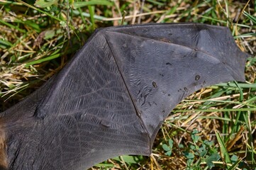 Common pipistrelle bat (Pipistellus pipistrellus)
