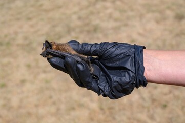 Scientist holding dead brown bat specimen-Common pipistrelle bat (Pipistellus pipistrellus)