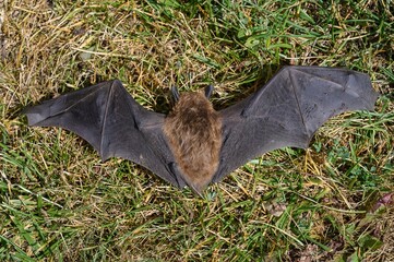 Common pipistrelle bat (Pipistellus pipistrellus)-Dead bat with wings spread on the ground