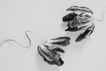 Stylish grayscale botanical arrangement. Tulip blooms with graceful flowing stems against soft gray...