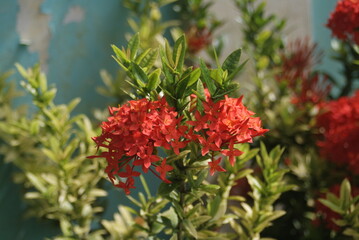 Fototapeta premium Red Ixora Flowers Against Distressed Blue Wall