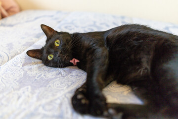 黒猫