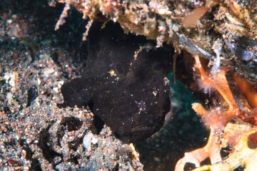 Commerson's Frogfish in the Suruga Bay, Shizuoka, Japan