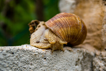 un escargot sur une pierre.