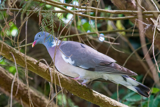 pigeon ramier sur une branche