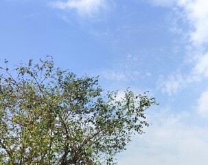Blue cloud sky with green tree