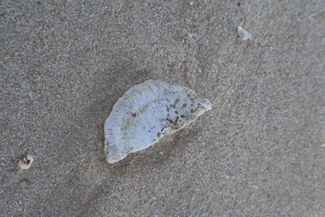 Beach Relic: Fragment of Seashell on Sandy Shore