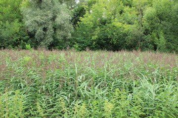 Thickets of tall flowering bushes. Russia.