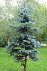 View of a beautiful blue spruce. Russia.
