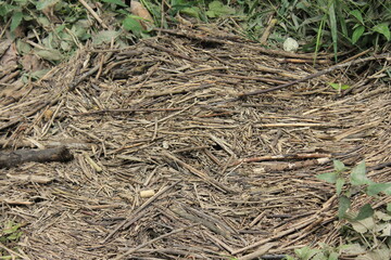 Old dry branches on the ground. Russia.