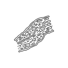 Cardiac Muscle Cell Texture for Medical and Biology Use