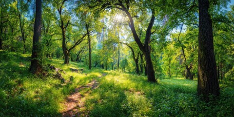 Obraz premium Sunny forest path through lush greenery