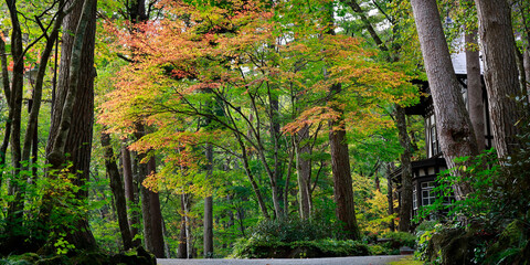 road crossing the forest during autumn season	
