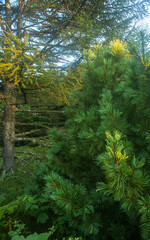 Fototapeta premium Daurian larch (Larix gmelinii, Larix dahurica) young undergrowth in a coniferous forest. The northernmost tree species. Korean pine tree in the foreground. Sakhalin Island. Sakhalin Island.