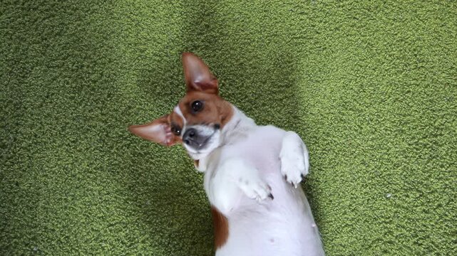 Puppy Jack russell terrier lieng on a carpet and looking camera.