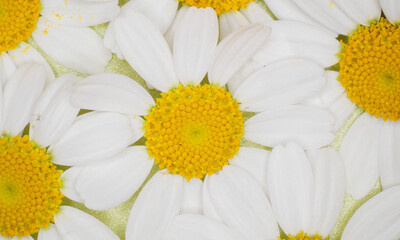Microphotography of a Chamomile Flower.