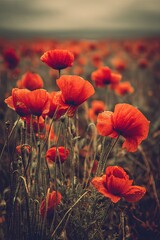 Obraz premium Vibrant Red Poppy Field With Dew Drops