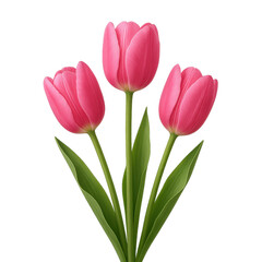 Obraz premium Elegant Trio of Pink Tulips Captured in Simple Floral Arrangement