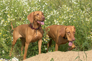 Two Vizsla dogs playing in a field with tall grass and lots of flowers. Both dogs are brown. The background is a flowering field.
