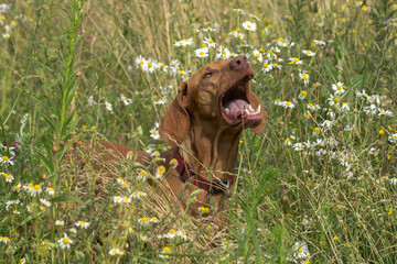 A brown Vizsla dog runs through a field of tall green grass and wildflowers. The dog has a collar around its neck. The background is blurred, focusing on the animal.
